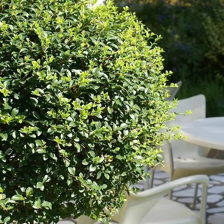 Ξενοδοχείο Della Citta Et De La 4*